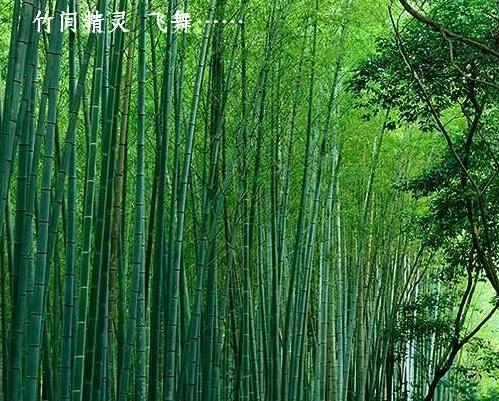竹舞(Bamboo Dance)